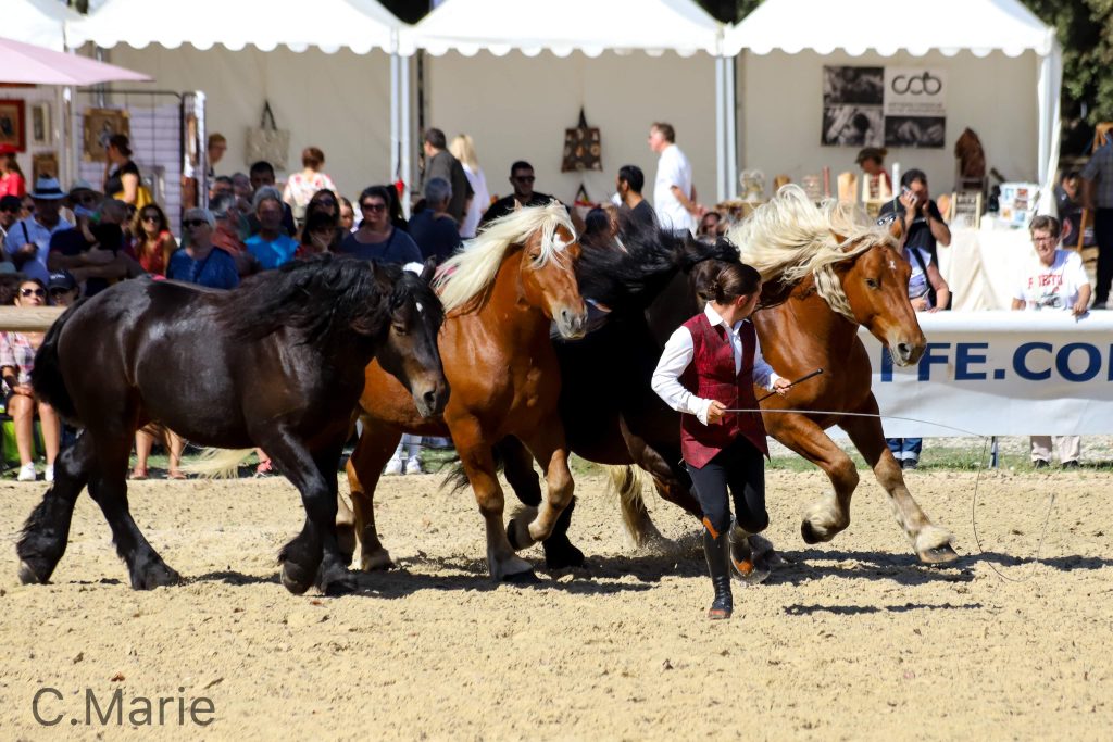 PHOTO COMTOIS EN FOLIE